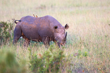 Alone Black rhino on a savanna in Africa