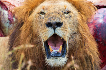 Portrait of an angry male lion with big fangs