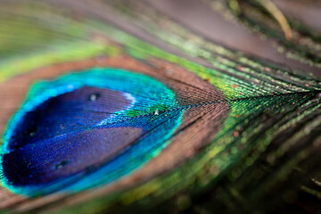 Macro photo of a peacock's feather. Photo with selective focus.