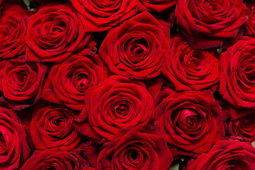 bouquet of red roses as background