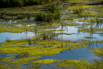 the lake is overgrown with green mud and reeds