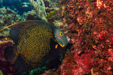 Scarred French Angelfish swimming in the Caribbean Sea