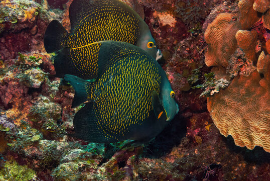 A pair of French Angelfish