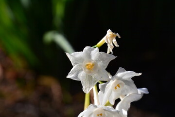 満開のスイセンの花