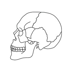 A human skull, drawn by lines on white background. Vector Stock illustration.

