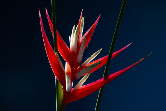 Heliconia Flower