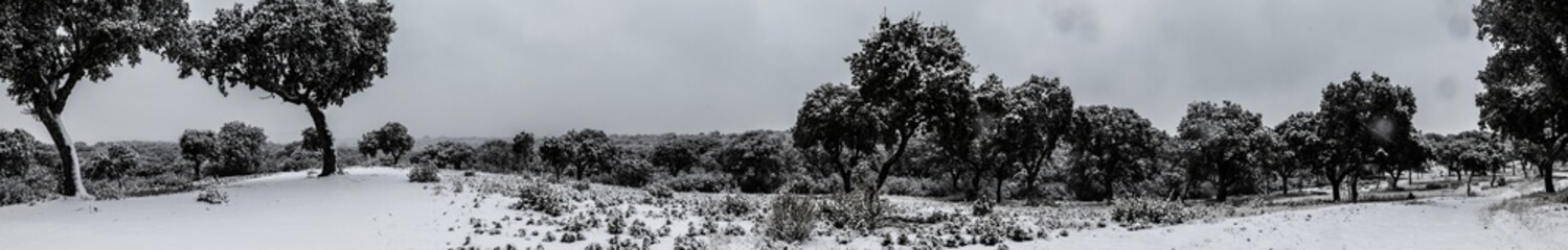 Monte de Boadilla Nevado