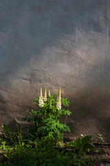 Fototapeta na wymiar Plant on wall in morning light