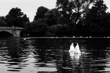 Cisnes cazando en la laguna de Hyde Park