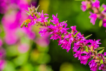 Obraz premium Lythrum salicara - Loosestrife