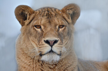 portrait of a lioness