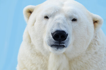 polar bear portrait