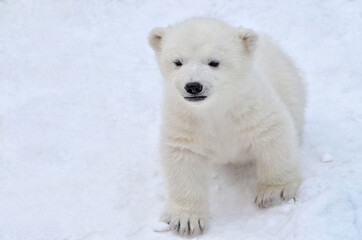 Fototapeta premium polar bear cub