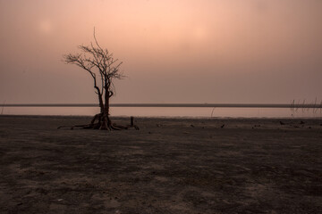 Sunrise view of Henry island beach, West Bengal, India with a dead tree.