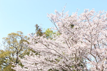 大きな桜の木