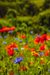 Obraz na płótnie Canvas Wildflower meadow