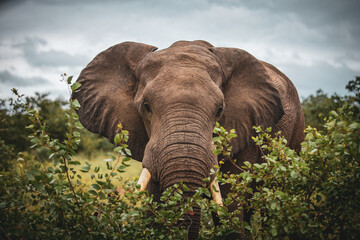 South African elephant in the wild approaching through bushes 