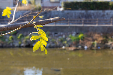 川沿いの草木