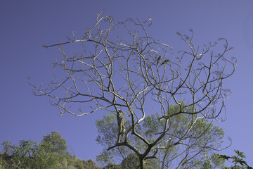 Cat Hunting Birds in Brazil 