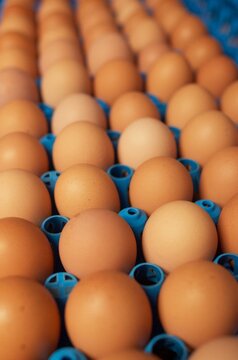Les &oelig;ufs de poule
