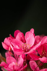 Vertical shot of magnificent pink blossoms captured in a fores