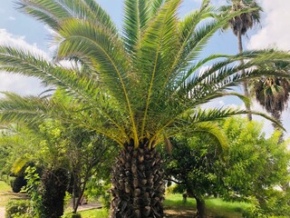 Fototapeta premium palm trees on the beach