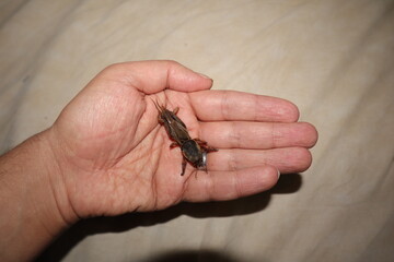 mole cricket on the hand.
Biologist, exotic veterinarian examines a mole cricket.
insect as a pet.
Are insects an agricultural pest or pets?
veterinary medicine, vet clinic.
animals, animal.
bugs, bug
