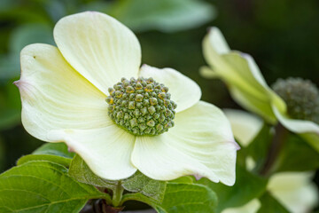 Closeup shot of a blooming pacific dogwood flower © Debi Murk/Wirestock