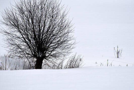 Kopfweide in Schneelandschaft