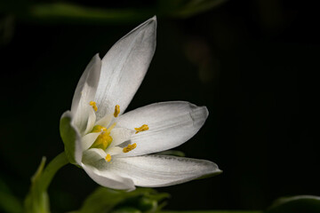 Close up shot of a white Star of Bethlehem flower on a blurry background