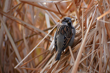 Sparrow in the city Park