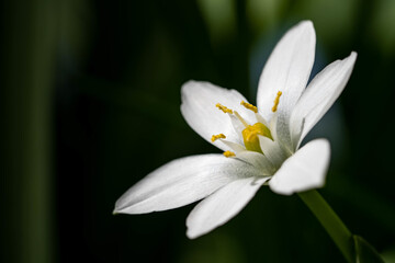 Close up shot of a white Star of Bethlehem flower on a blurry background