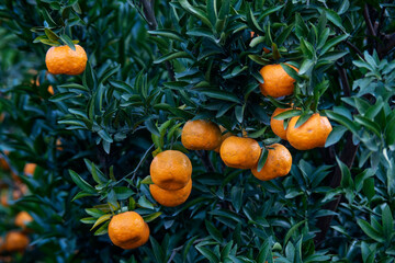 orange fruit tree