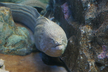 水族館のウツボ