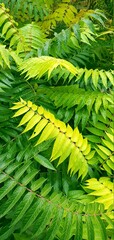 green fern leaves