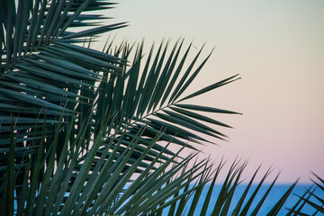 Green palm trees with green leaves on the beach against sea background