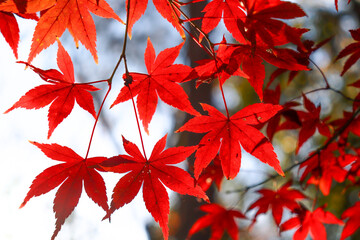 日本の秋の風景 紅葉 もみじ 鮮やか 美しい
