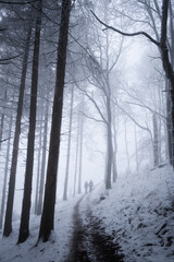 Winterwald im Nabel mit Schnee