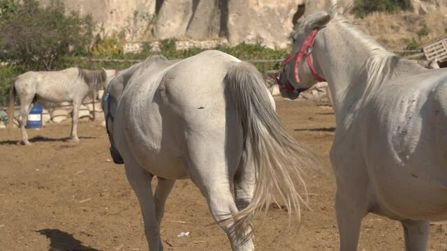 Young white color horses walk swishing long tails along spacious farmyard with dirt ground near mountain cliffs on sunny day slow motion.