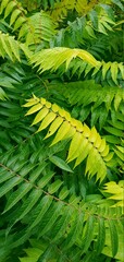 fern leaves