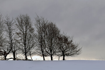 Baumreihe in Winterlandschaft