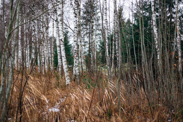 birch forest in the winter