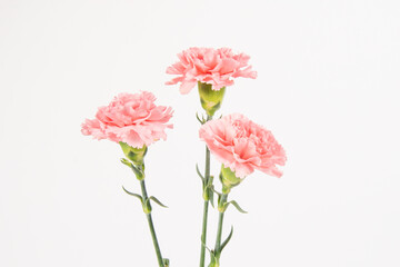 Pink carnation mother's day blessing flowers