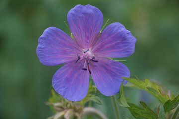 Obraz premium forest crane, also forest geranium, with leaves in the lower right corner against a blurred 