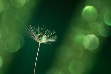 Closeup of a dandelion seed with a water drop on it against a blurred green background © Debi Murk/Wirestock