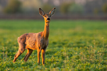 Naklejka na ściany i meble Roe deer, capreolus capreolus, looking on green glade in spring sunlight. Wild doe standing on vibrant meadow on sun. Brown female mammal staring to the camera on grass.