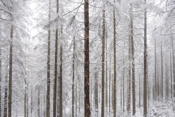 Fototapeta na wymiar Winterwald im Nabel mit Schnee