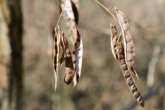 Acacia Seeds. Natural Autumn Background, White Acacia. Acacia Albida Seeds, Pod On A Tree, Fruits, Seeds, Close-up. Autumn Or Spring Background, Place For Text