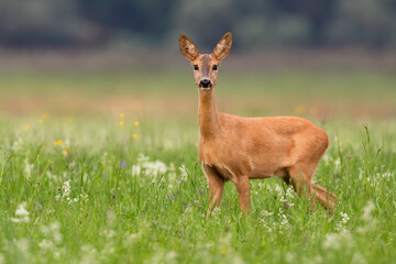 Roe deer, capreolus capreolus, doe looking to the camera on grass in summer. Female mammal standing...