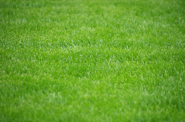 green lawn with mowed grass